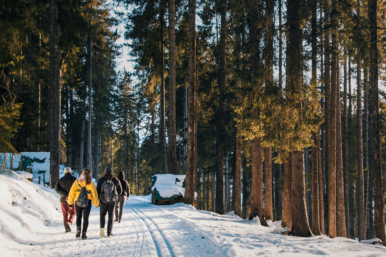 Eine Gruppe von Wanderern erkundet die Winterlandschaft in einem Wald.